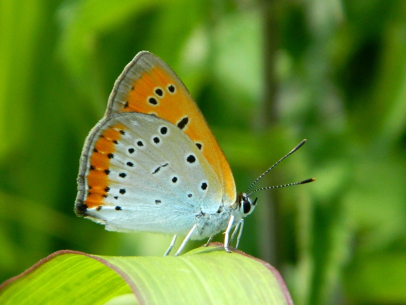 Rieccola! Lycaena dispar 2014